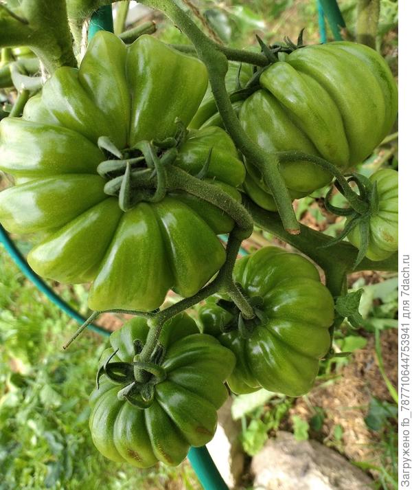 Сердце Быка, в парник его надо было, дозревал в корзине, вкусный