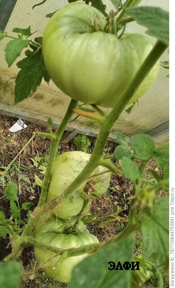 Элфи. Самый сладкий, вкус как авокадо