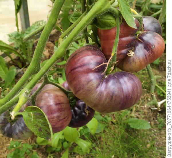 Аметистовая драгоценность