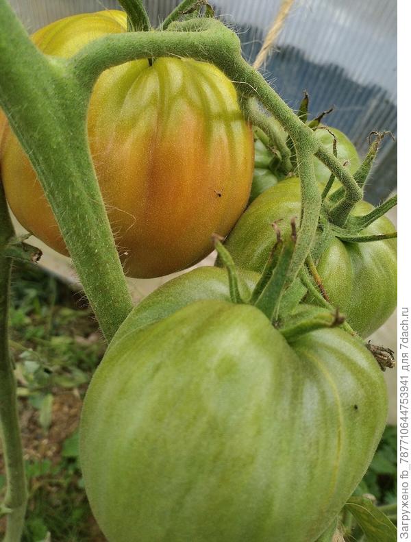 Польская слива тети Сварло