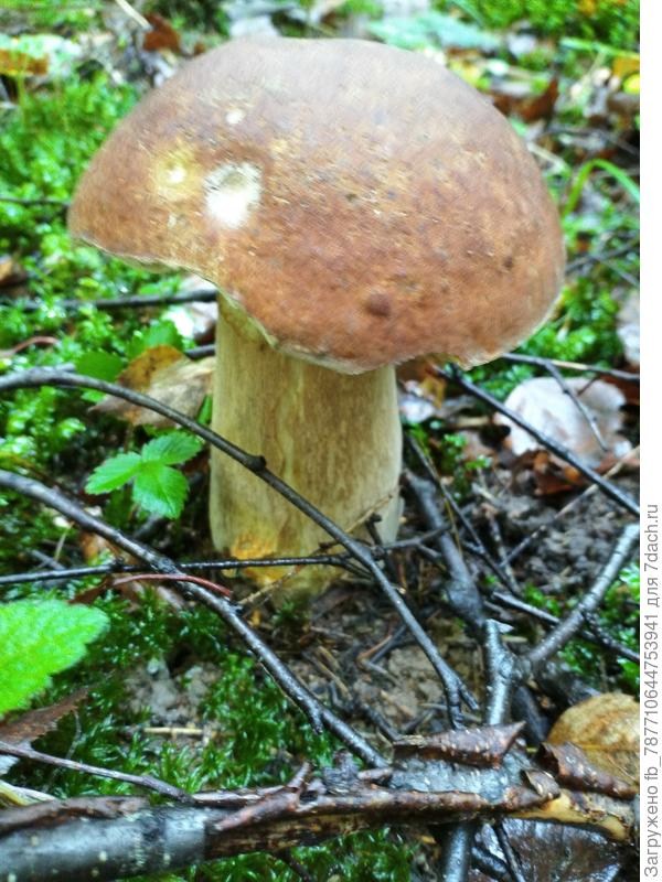 Много и белых