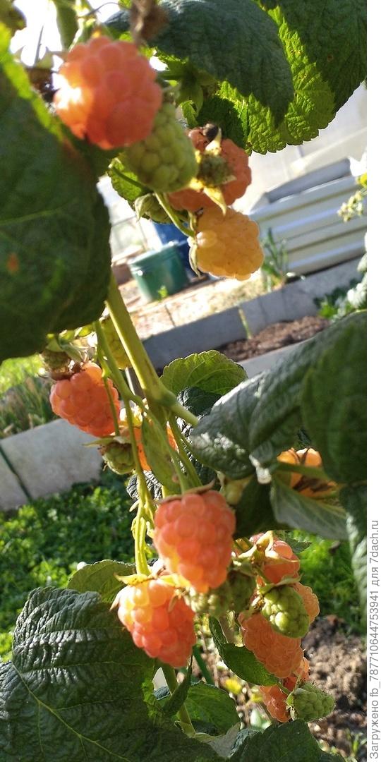 Малина какая сладкая