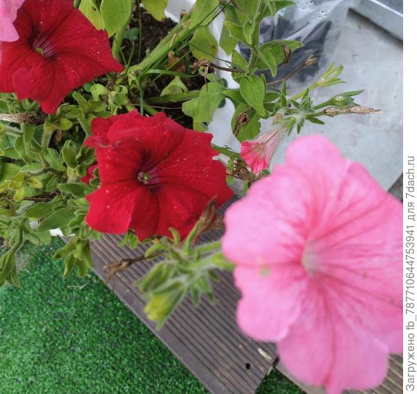 не стану все петунии показывать-их много и все они прекрасны