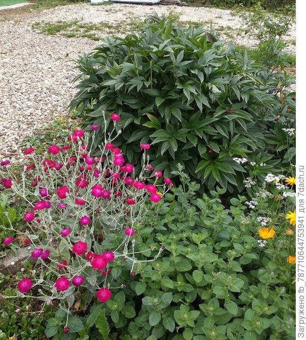 Лихнис Альпийский