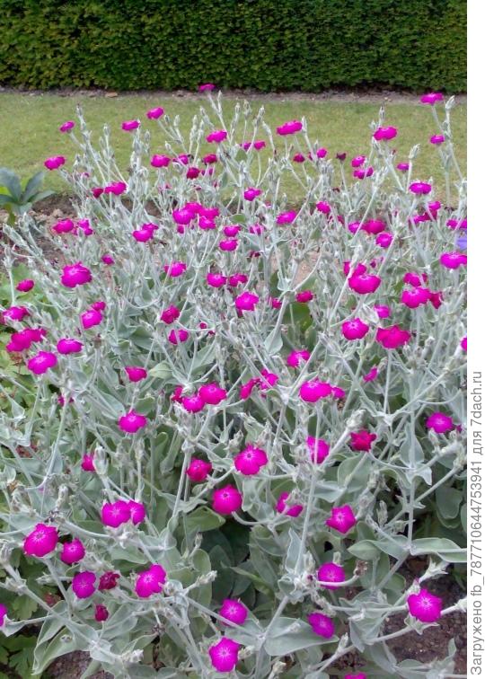 Вот такой и у меня. И на этой ноте дебаты закончены! 🐠😃Atrosanguinea. Этот сорт вырастает до метра в высоту, имеет опушенные, серебристо-зеленые листочки. Он цветет очень красиво, ярко-красные соцветия будут привлекать пчел и бабочек со всей округи. Он практически нетребователен к почве и температуре воздуха