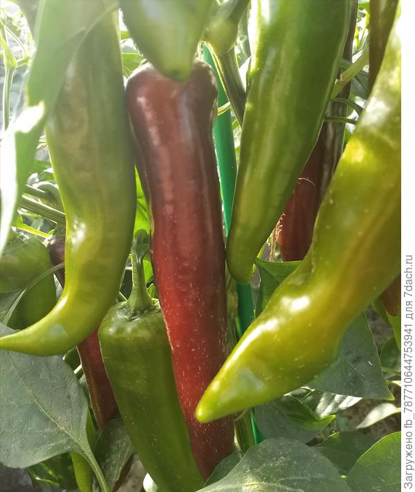 После третьего сбора. Август