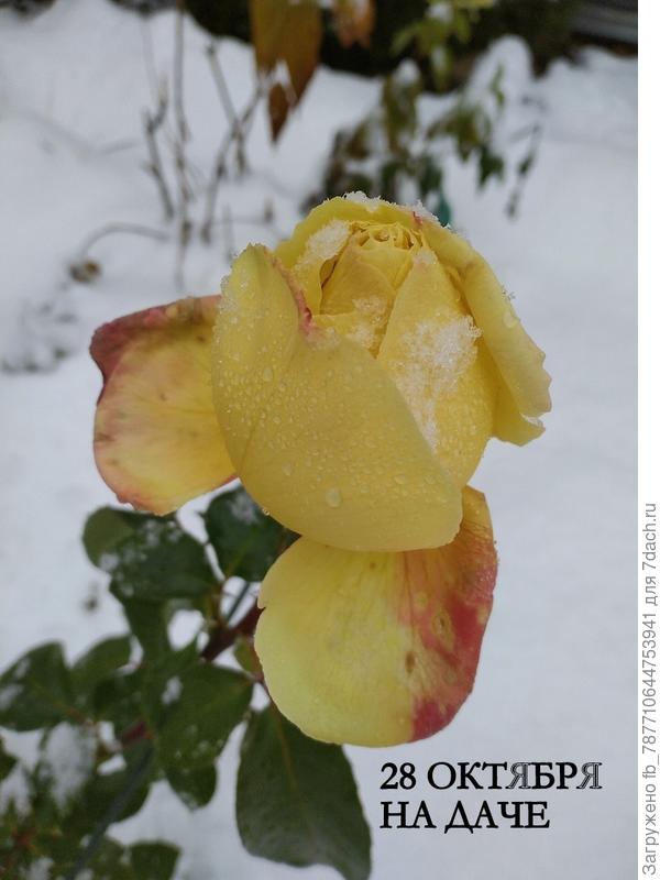 красота в снегу