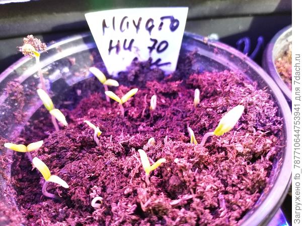 Пожалуй этот сорт посажу шт. 5,очень вкусный