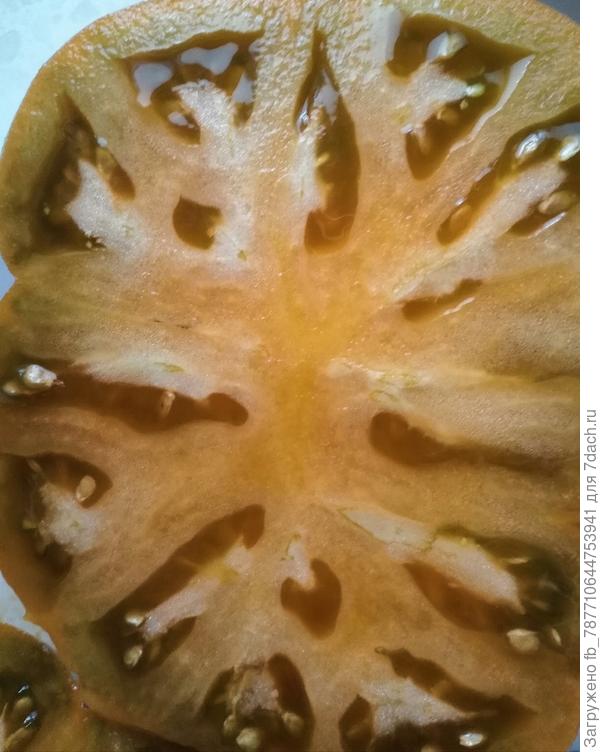 ...Улуру Охра