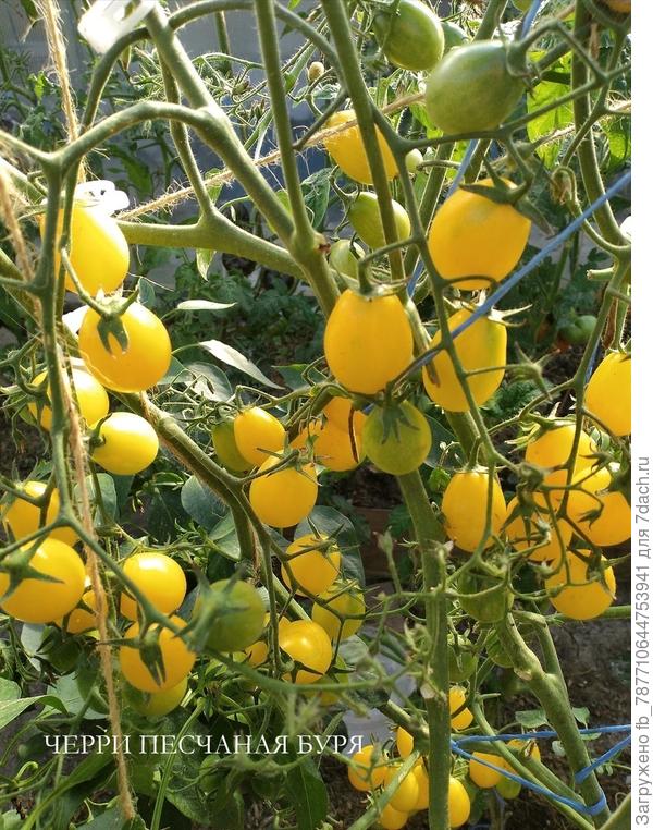 Повторно посею.Черри Песчанная Буря,оч.вкусные !
