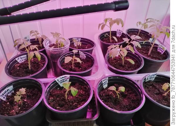 Разные, посев 20.02.24