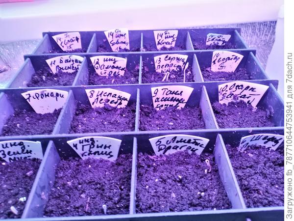 Сегодня петельки индетов показались(посев 14марта)