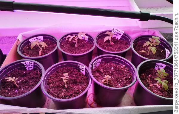 Гномы от 20.02.24