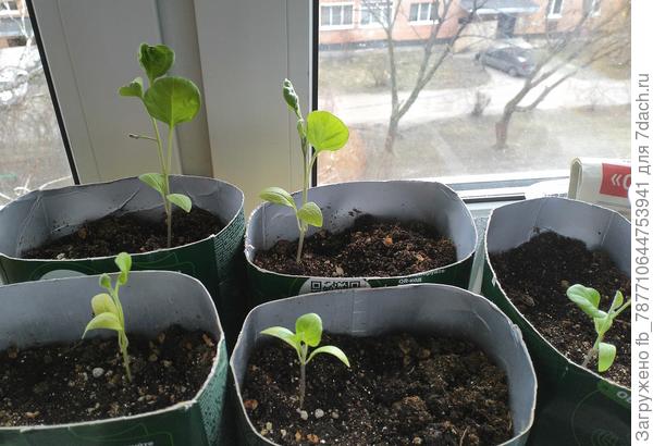 Может быть отстающие догонят  своих &quot;высоких?&quot; &quot;