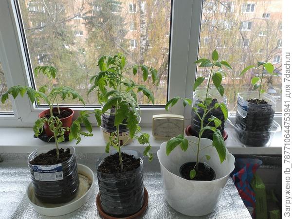 посев от 20.02.24