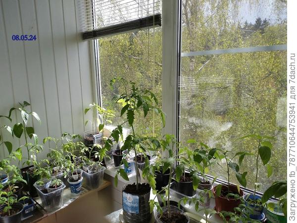 8 мая на лоджии