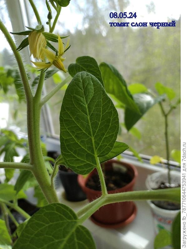 Черный Слон