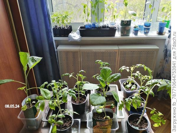 в зале 8 мая..перестановку сделала, томаты с лоджии на солнышко и окошко открыла слегка.