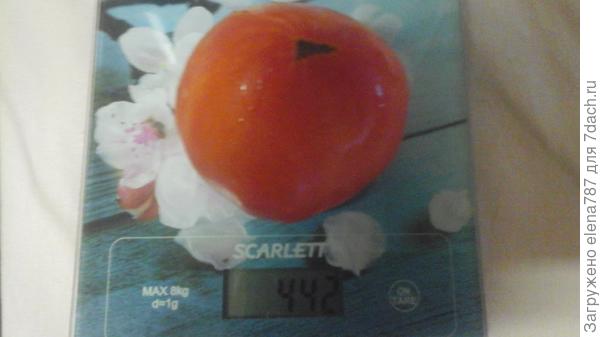 Томат на весах 27.07.18.Весит он =441г.