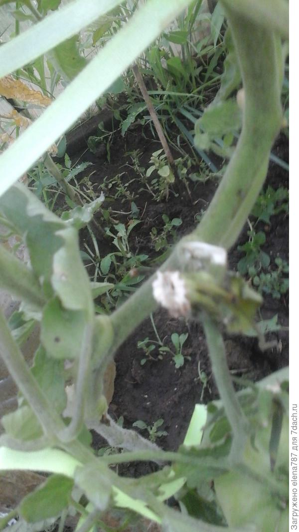 Его плодоножка.