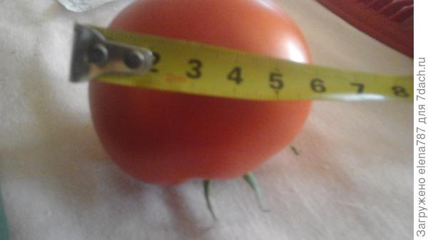 Его размер 5-6 см.,как было сказано у его предшественника был размер 8см,но и 6см это тоже очень хорошо.