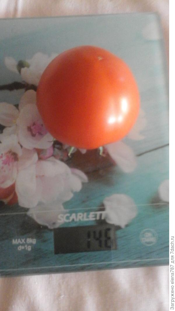 Самый крупный томат второго сбора с куста 1 =147г. Хотя он отстает от своего предшественника первого сбора ,который весил 208г ,кто хочет посмотреть в первой нашей публикации все подробно расписано.