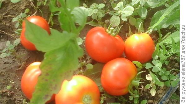 Упавшие плоды с кисти из-за ветра.05.08.18.