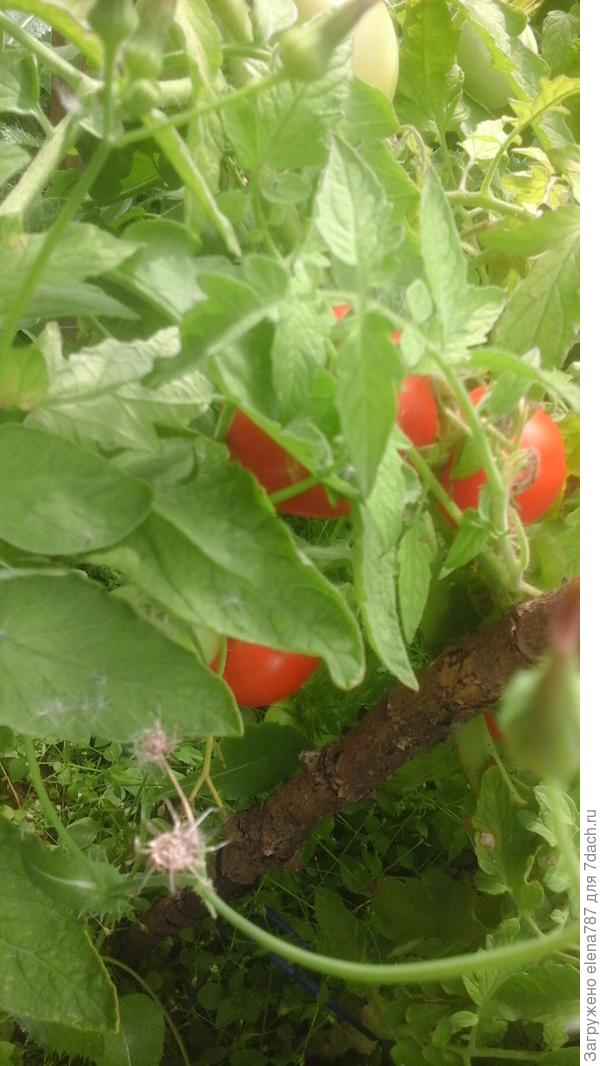 Лирика куст 2 тоже развалился .С одной стороны.