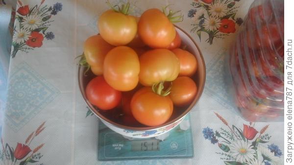 Лирика:четвертый сбор плодов с куста 1 =1510г.