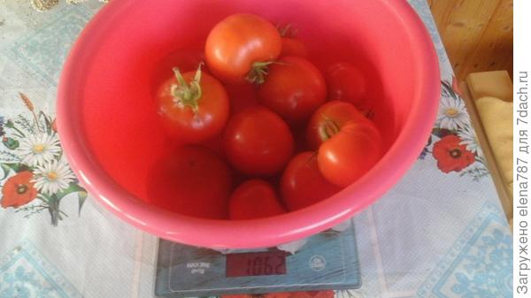 Общий сбор с куста 1 =1062г.