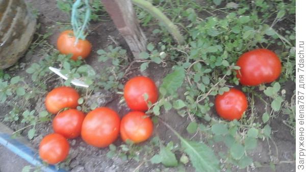 Упавшие томаты.