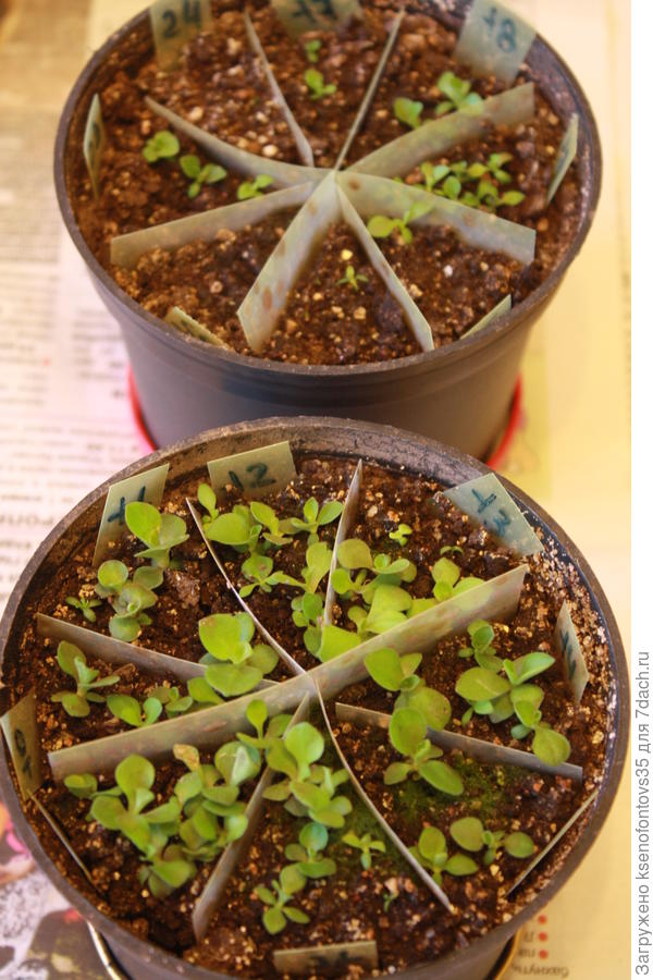 Два горшка  - 15 сортов. Здесь аурикулы в основном.