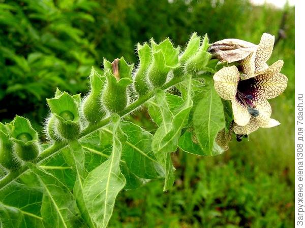 Фото с просторов интернета
