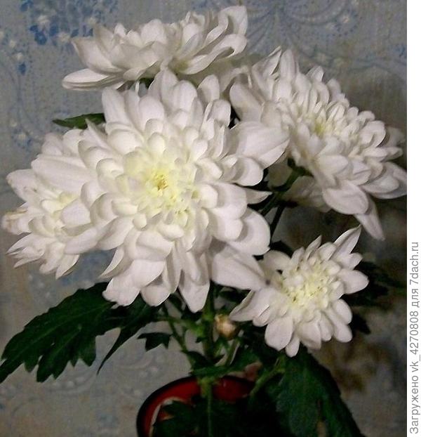 БУКЕТ ХРИЗАНТЕМ,