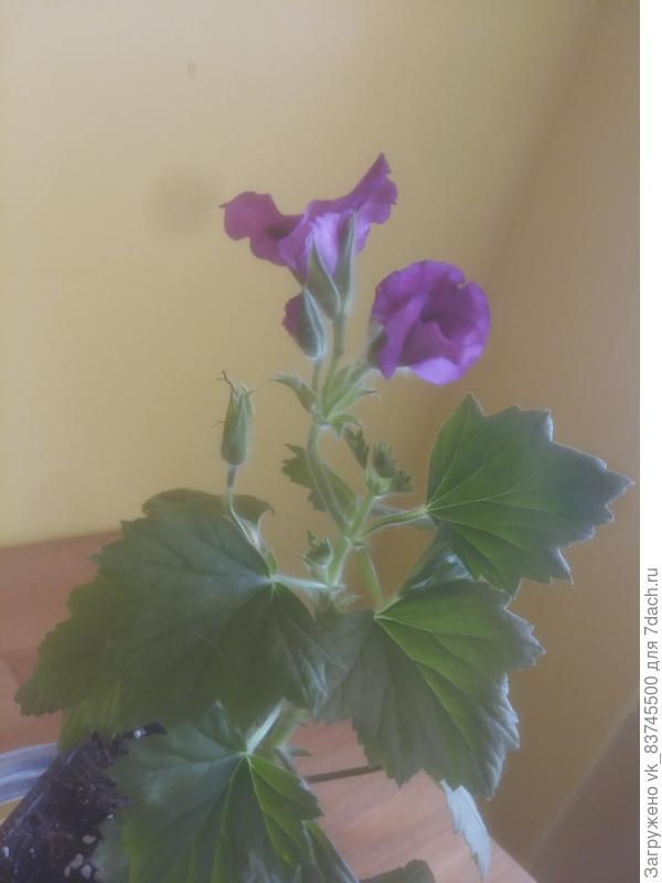 Здравствуйте, подскажите, что за цветок?