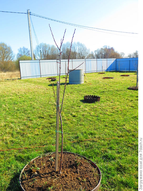 абрикос Царский