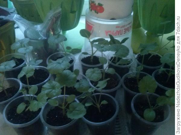 Растюшки зональные