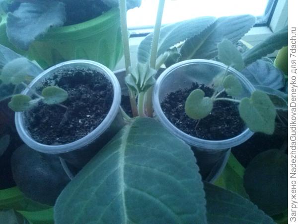 Растюшки плющелистные