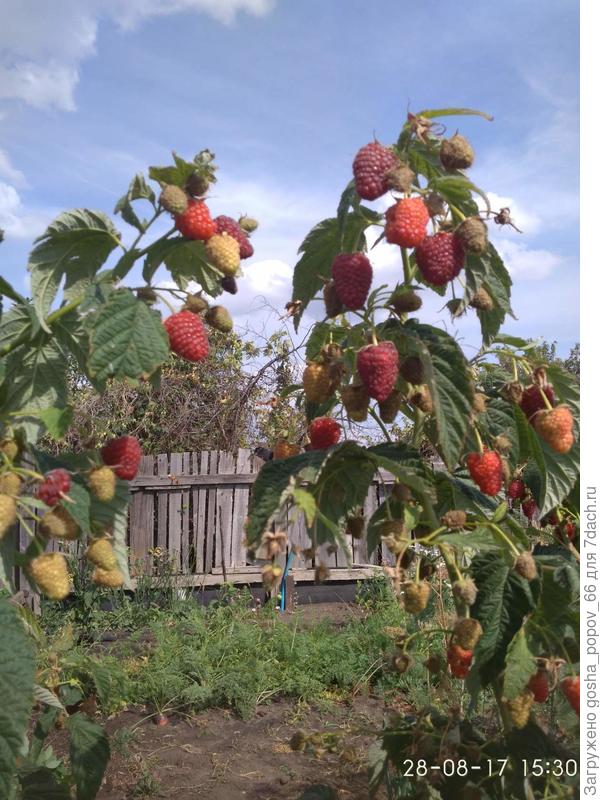 Брянское диво.