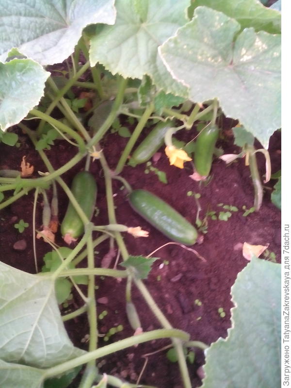 Сорт Лакомка f1. Растут на улице под дугами.