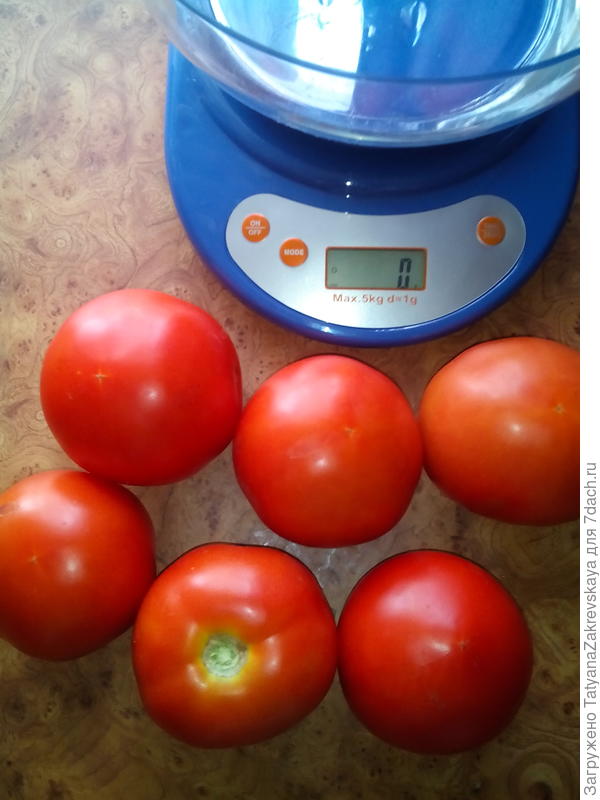 Томаты до взвешивания.