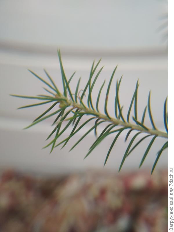 проблема с другой веткой