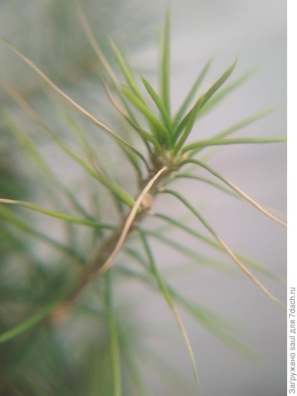 так выглядит проблема крупным планом