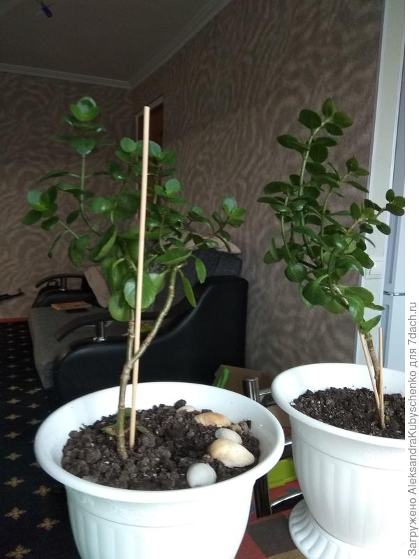 Извиняюсь,не загрузилось с первого раза..