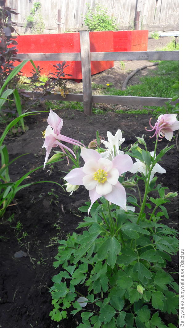 Вот и летние подоспели