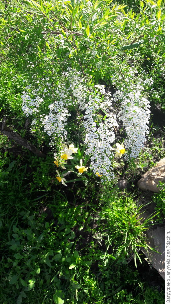 А нарциссы и спирея серая уже всё