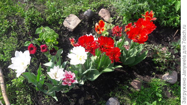 Скоро отцветут