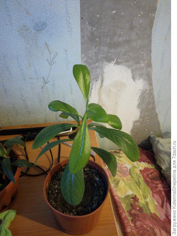 Подскажите пожалуйста что за цветок и как за ним ухаживать. Заранее благодарю.