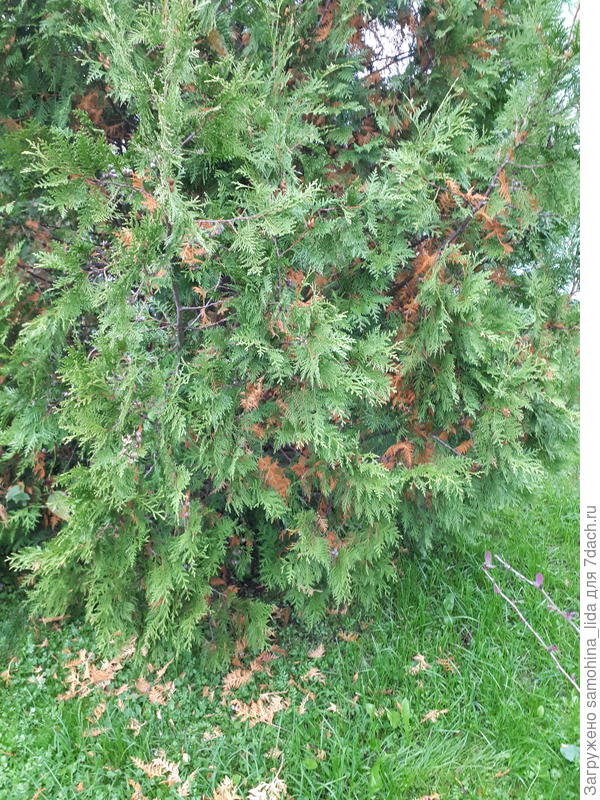 У туи желтеют веточки.