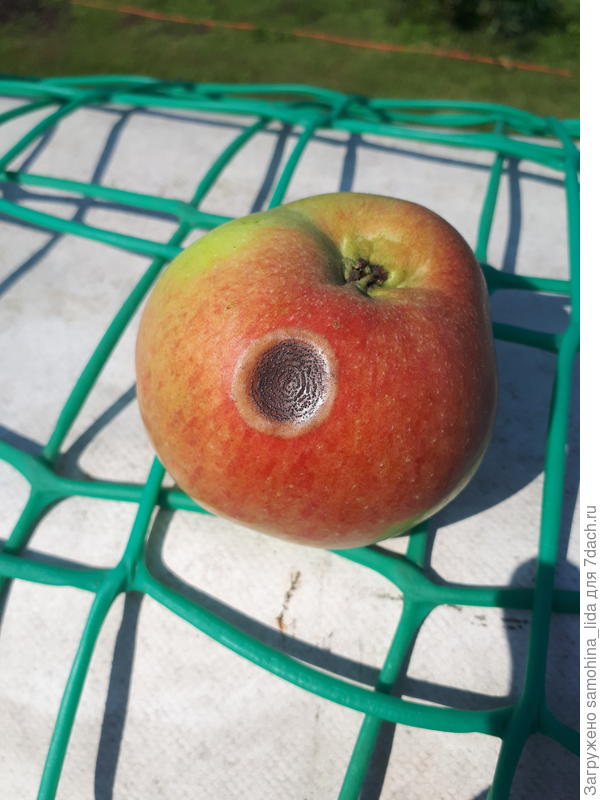 Небольшое сухое пятно на яблоке с концентрическими кругами. Яблонька молодая. По одному пятнышку на всех яблоках.